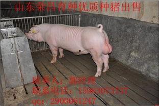 各种猪的图片,多图解析不同品种猪的独特魅力